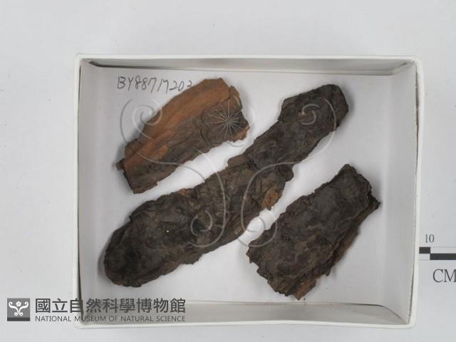登錄號:F0018434藏品圖，第1張