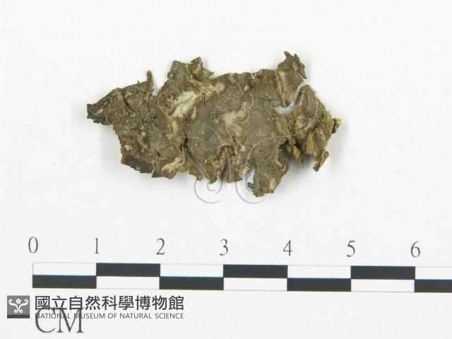 登錄號:F0020434藏品圖，第1張