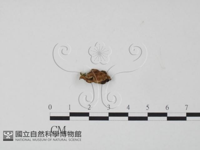 韌革菌屬藏品圖，第1張