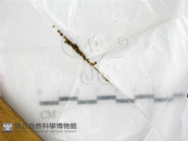 登錄號:F0021434藏品圖，第1張