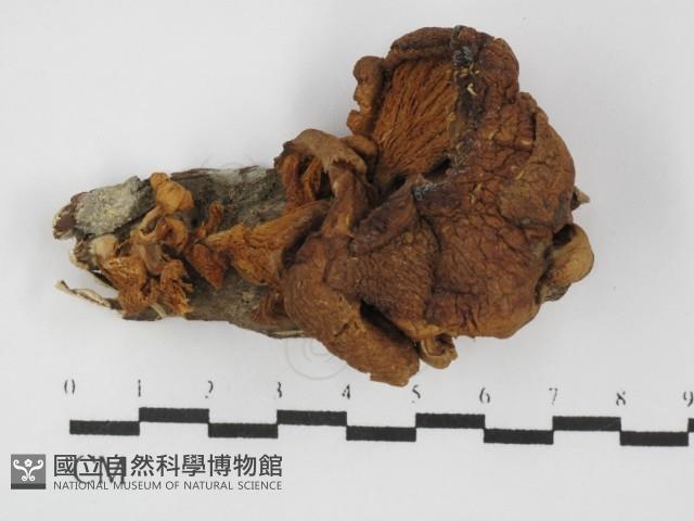 糙皮側耳藏品圖，第1張