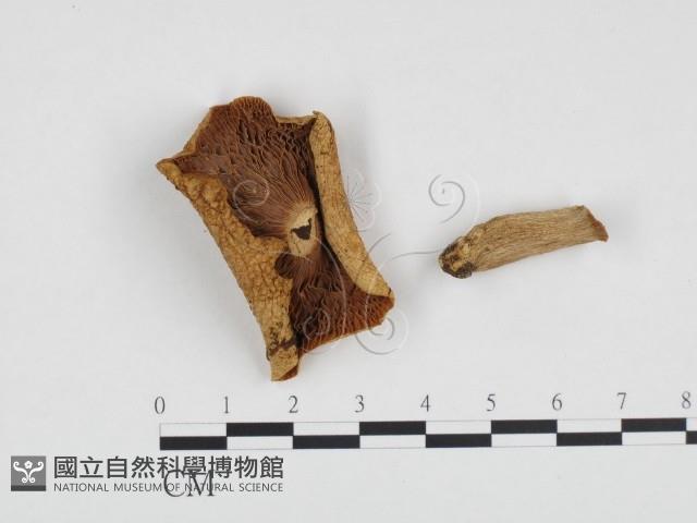 紅菇屬藏品圖，第1張