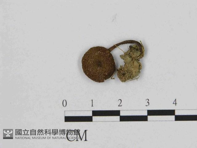 登錄號:F0014434藏品圖，第1張