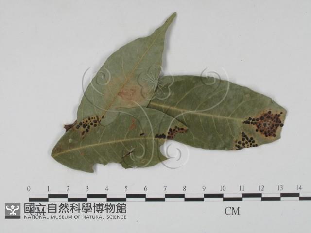 登錄號:F0022434藏品圖，第1張