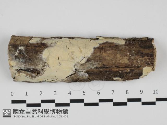 登錄號:F0032434藏品圖，第1張