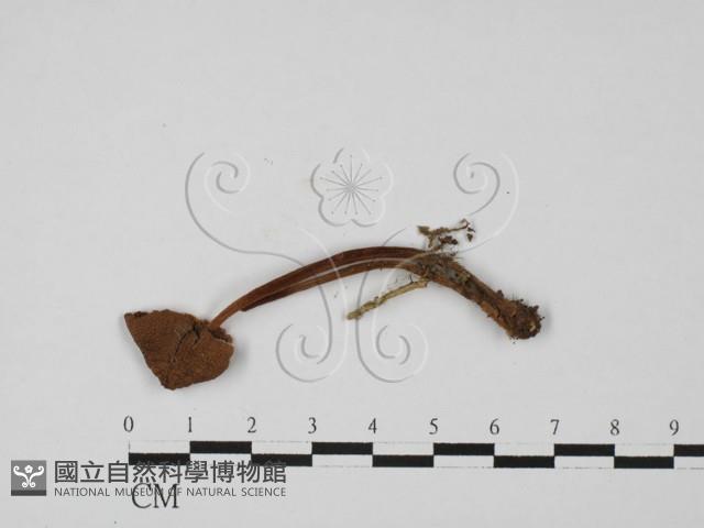 小菇屬藏品圖，第1張