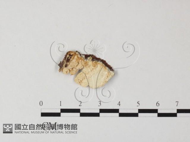 登錄號:F0025434藏品圖，第3張
