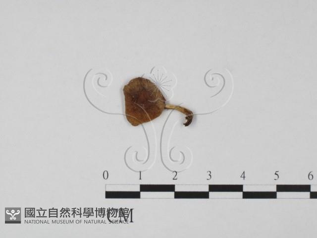 登錄號:F0015434藏品圖，第1張