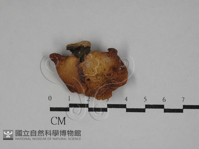 多孔菌屬藏品圖，第1張