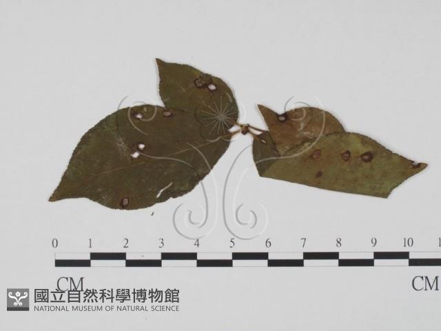 登錄號:F0019434藏品圖，第1張