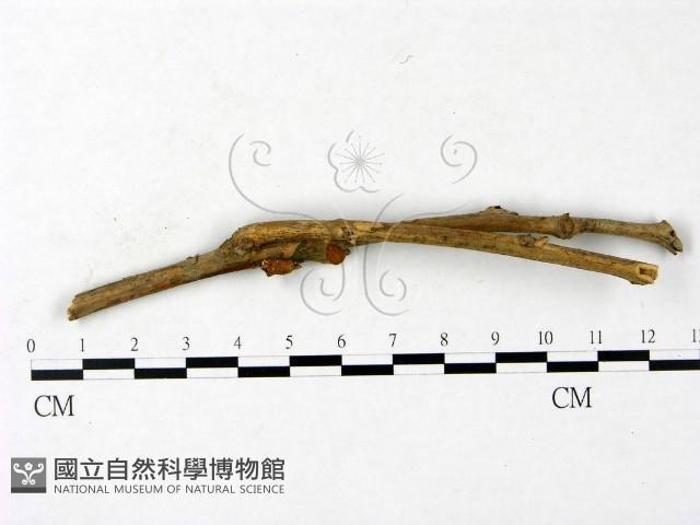 登錄號:F0023434藏品圖，第1張