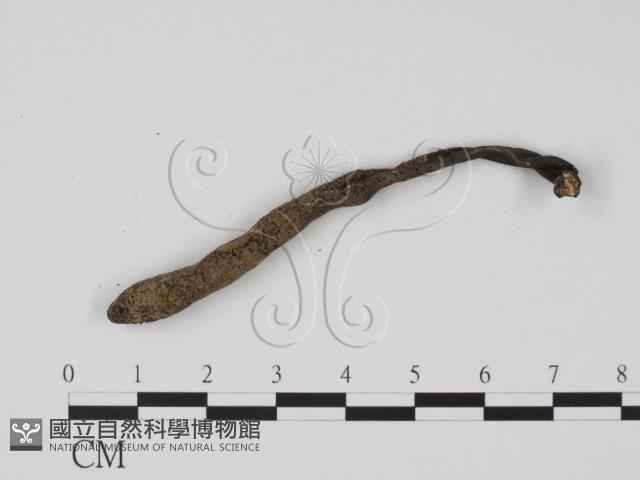 炭角菌屬藏品圖，第1張