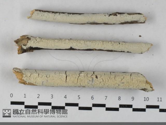 登錄號:F0033434藏品圖，第1張