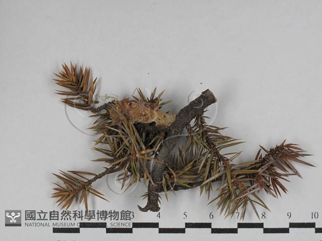 登錄號:F0028734藏品圖，第1張
