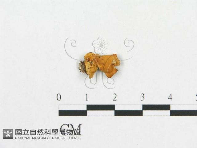 多孔菌屬藏品圖，第1張