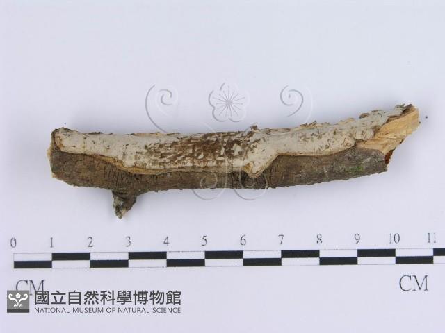 登錄號:F0018734藏品圖，第1張