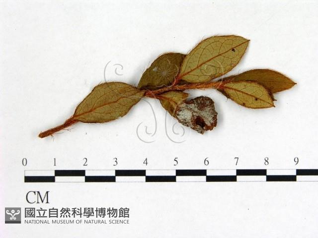 登錄號:F0020734藏品圖，第1張