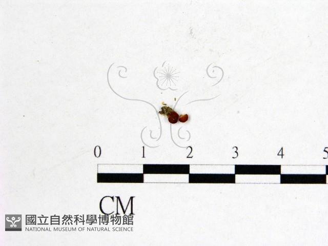 登錄號:F0000734藏品圖，第1張