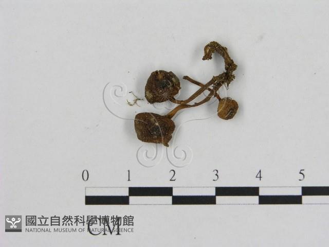 小菇屬藏品圖，第1張