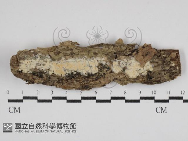 登錄號:F0030734藏品圖，第1張