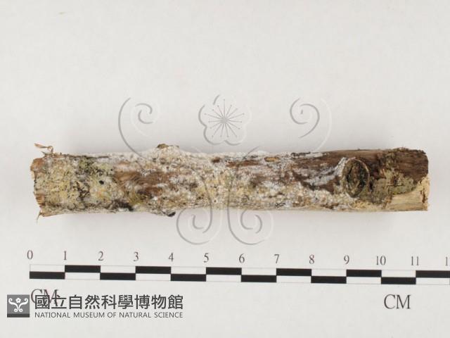 射脈菌屬藏品圖，第1張