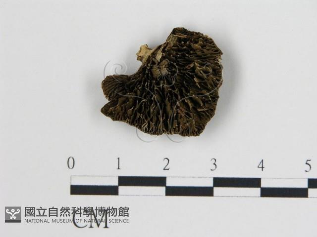 登錄號:F0006734藏品圖，第1張