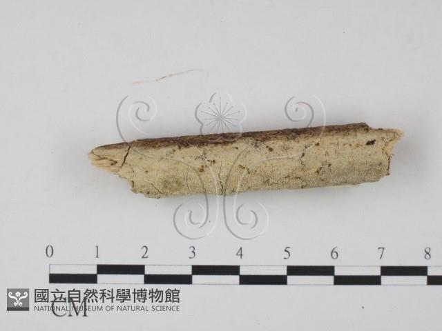 登錄號:F0021734藏品圖，第1張