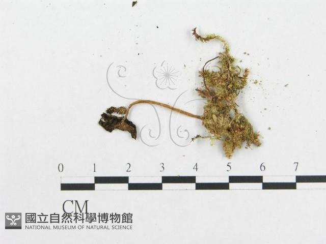 登錄號:F0004734藏品圖，第1張