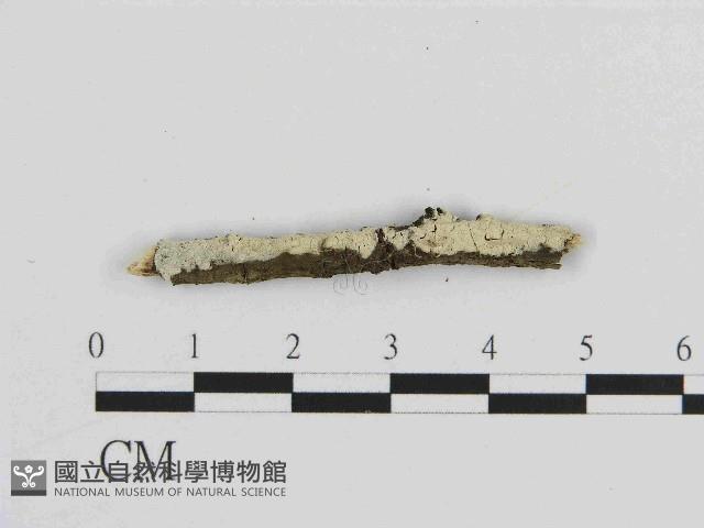 絲齒菌屬藏品圖，第1張