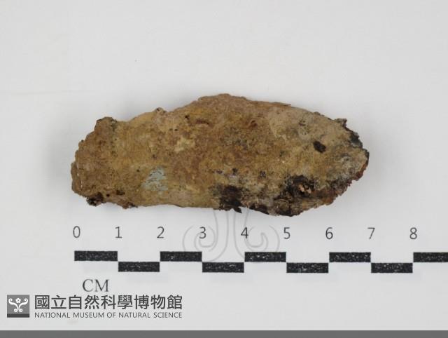 刺革菌屬藏品圖，第1張