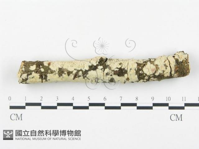 登錄號:F0002734藏品圖，第1張