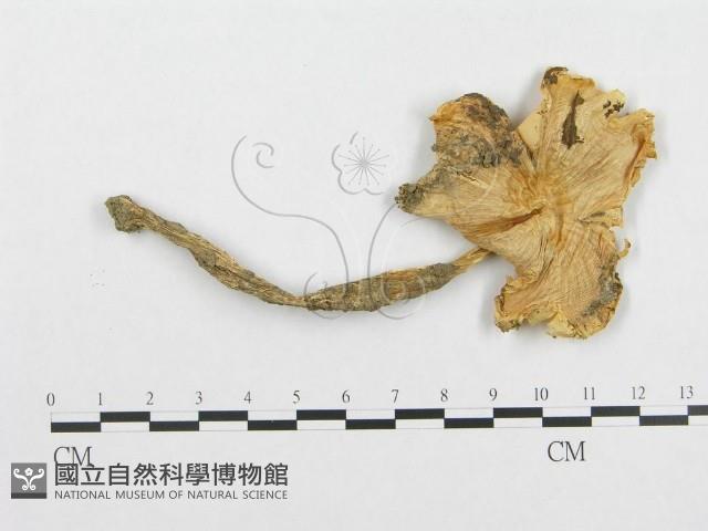 登錄號:F0012734藏品圖，第1張