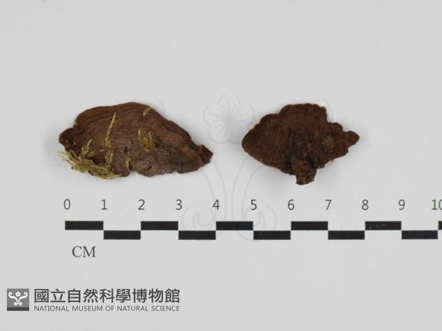 刺革菌屬藏品圖，第1張