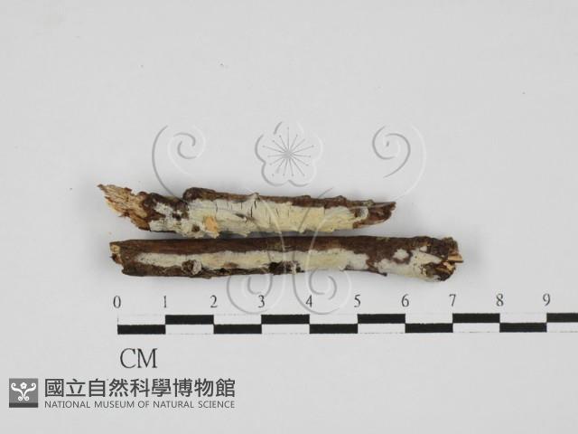 登錄號:F0027734藏品圖，第1張