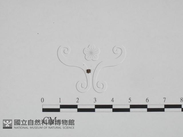 登錄號:F0007734藏品圖，第1張