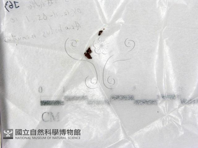 登錄號:F0017734藏品圖，第1張