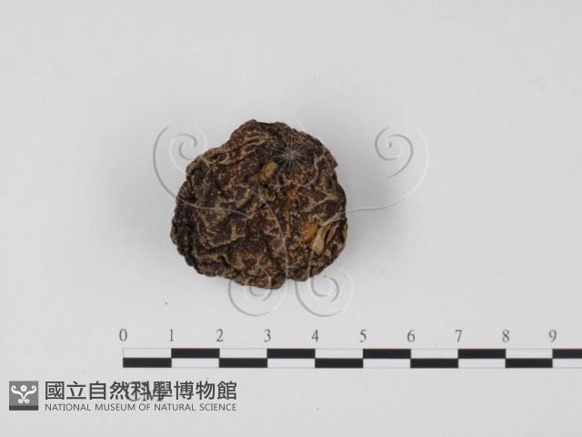 紫色禿馬勃藏品圖，第1張