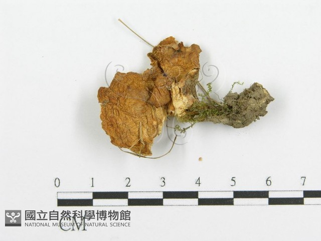 登錄號:F0005734藏品圖，第1張
