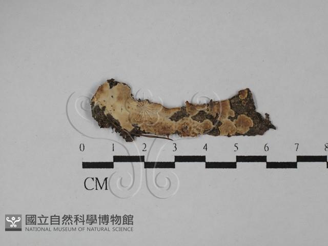 登錄號:F0029734藏品圖，第1張