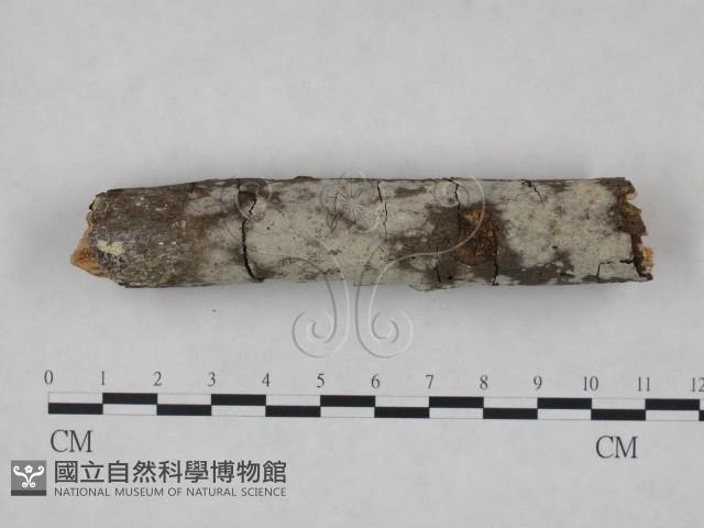 冇骨消絲齒菌藏品圖，第1張