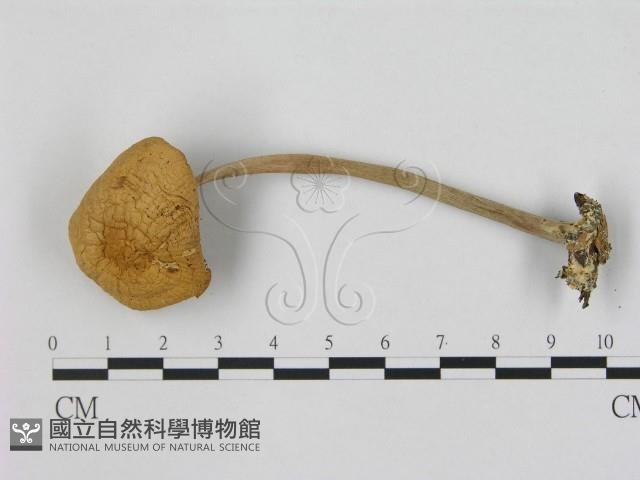 小皮傘屬藏品圖，第1張