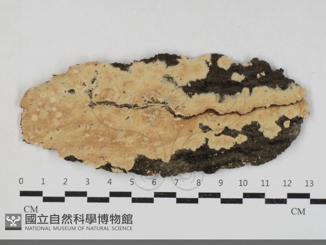 登錄號:F0033734藏品圖，第1張