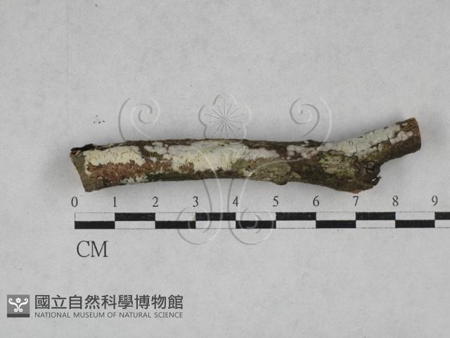 登錄號:F0028534藏品圖，第1張