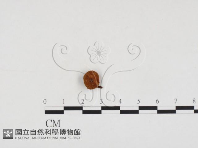 登錄號:F0008534藏品圖，第1張