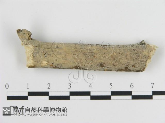 刺皮菌屬藏品圖，第1張