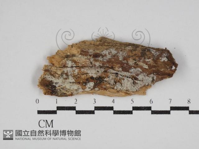 絲齒菌屬藏品圖，第1張