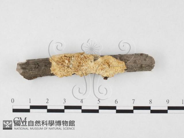 登錄號:F0026534藏品圖，第1張