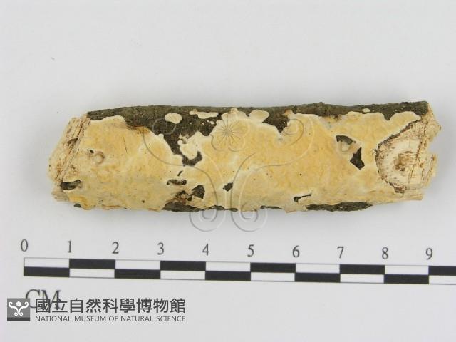 登錄號:F0001534藏品圖，第1張