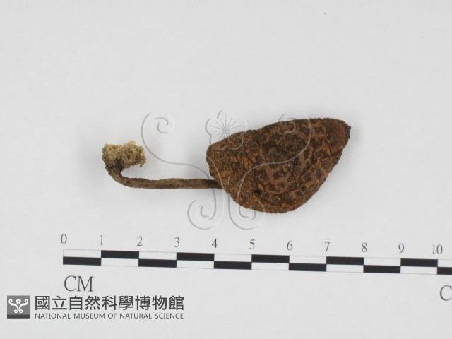 登錄號:F0024534藏品圖，第1張