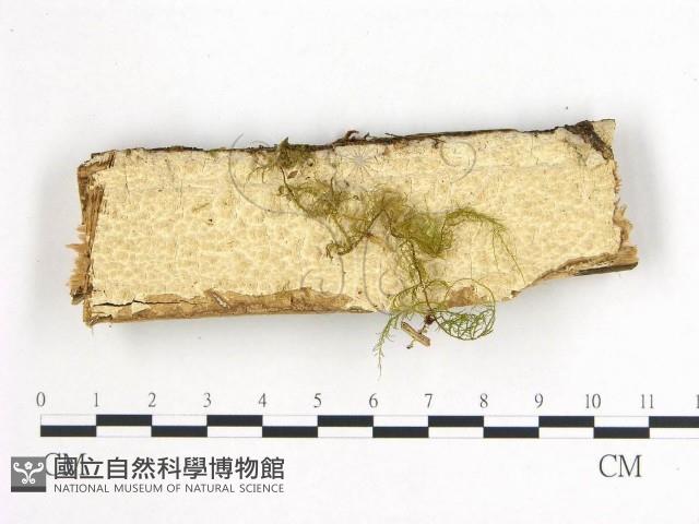 登錄號:F0004534藏品圖，第1張